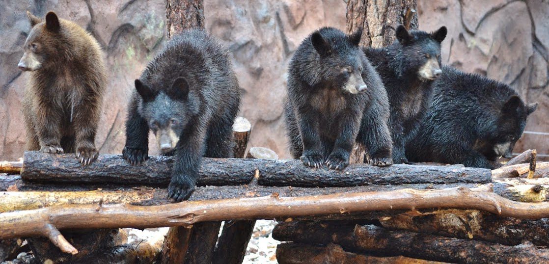Bearizona Wildlife Park